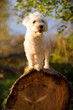 Irish Soft-coated Wheaten Terrier on a bark