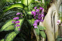 Beautiful View Of Purple Moth Orchid Flowers Growing At An Indoor Atrium