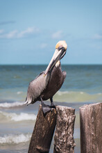Closeup Of A Pelican Standing On Wood In Holbox, Mexico