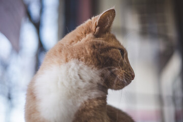 Sticker - Portrait of a domestic ginger cat near the windows with a blurry background