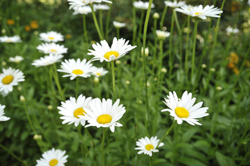 Wall Mural - Closeup of Ox-eyed daisy wildflowers in bloom in a field in Missouri