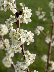 Sticker - Close-up selective focus shot of apple tree branches blooming in springtime in an orchard