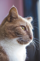 Sticker - Portrait of a domestic ginger cat near the windows with a blurry background