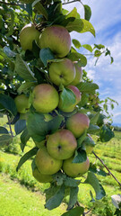 Poster - Closeup of apples on the tree