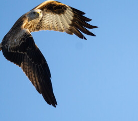 Sticker - Beautiful shot of a hawk flying in the sky.