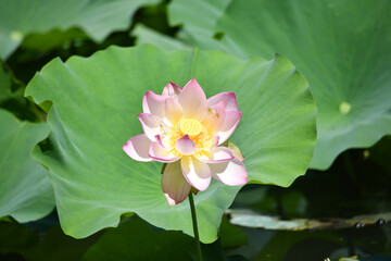 Canvas Print - Closeup shot of a beautiful light pink East Indian lotus flower with big green leaves