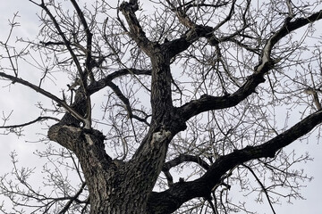 Wall Mural - tree silhouette against sky in nature