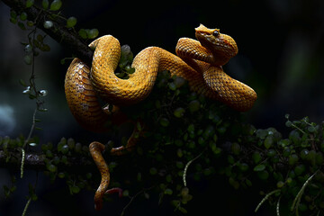 Wall Mural - Selective of an Eyelash Viper on a branch