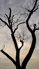 Wall Mural - silhouette of a tree in the sunset