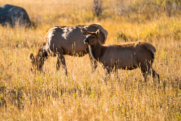 Wall Mural - Herd of elk grazing on the pasture in the wilderness