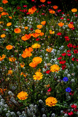 Sticker - Beautiful vertical shot of colorful poppies flowers in the garden