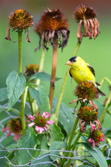 Sticker - Cute American goldfinch bird on burdock flower