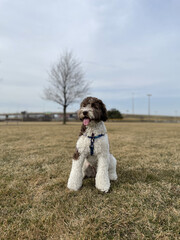 Poster - Adorable labradoodle in a field