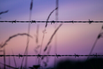 Wall Mural - View of the barbed wires at the purple sunset