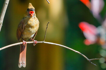 Poster - Closeup shot of a female cardinal bird perched on a tree branch