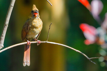 Poster - Closeup shot of a female cardinal bird perched on a tree branch