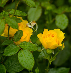 Poster - Closeup shot of beautiful roses