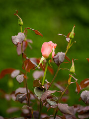 Poster - Closeup shot of beautiful roses