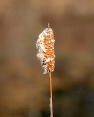 Sticker - Close-up shallow focus shot of a bulrush plant in the garden on a sunny day on a blurred background