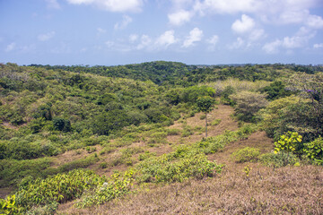 Poster - Scenic view of trees on a hill on cloudy sky background