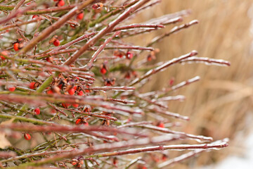 Poster - Beautiful shot of barberries growing on branches in winter.