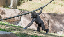 Selective Of A Baby Gorilla