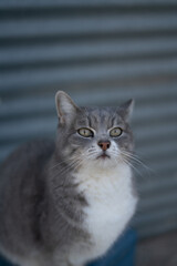 Poster - Vertical shot of a cute gray cat on the blue background