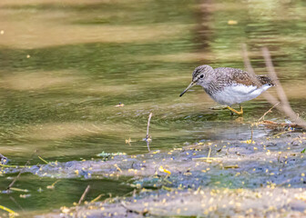 Wall Mural - Closeup shot of a sandpiper bird wading in a lake