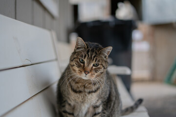 Poster - Closeup shot of a striped cat on a bench