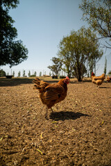 Canvas Print - View of a cute brown Rooster standing on brown farm ground on a sunny day