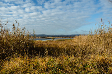 Wall Mural - Beautiful view of dry reeds and a lake