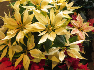 Sticker - Vertical shot of Poinsettia plant with dry yellow leaves grown in the garden in spring