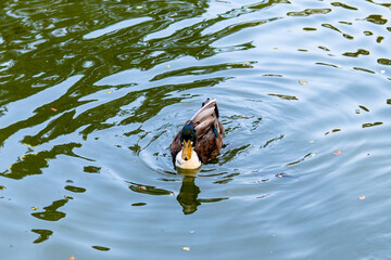 Canvas Print - Scenic shot of a duck swimming in the pond