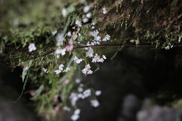 Poster - Vertical shot of white flowers in a forest