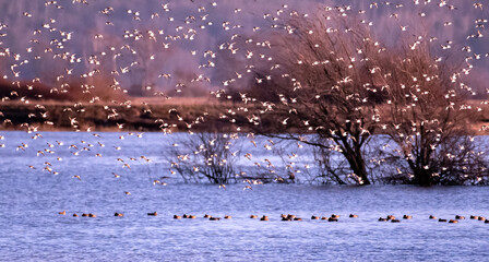 Sticker - Large group of migrating birds flying over the Skagit Wildlife Area at sunset