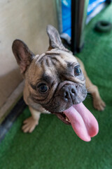 Wall Mural - Selective focus shot of a French bulldog with his tongue out