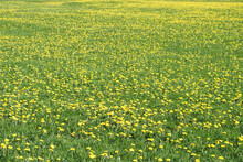 Beautiful View Of A Field Of Yellow Wildflowers