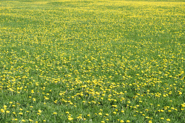 Beautiful view of a field of yellow wildflowers