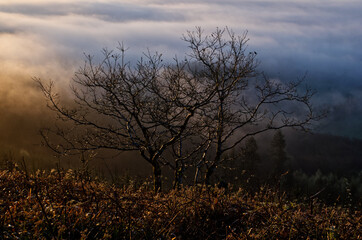 Poster - Burned bush during sunrise under a cloudy sky