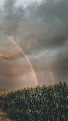 Canvas Print - Vertical shot of a cornfield under a cloudy sky with a rainbow on it in the countryside