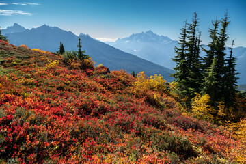 Wall Mural - Landscape of rocky mountains covered in wildflowers and greenery under the sunlight and a blue sky