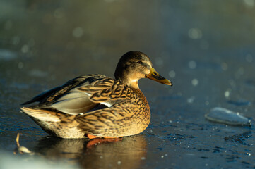 Poster - Close up shot of a duck