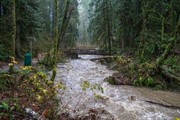 Poster - Scenic view of a river flowing in a forest