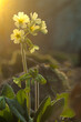 canvas print picture - Forest primrose (Primula elatior) in warm morning light