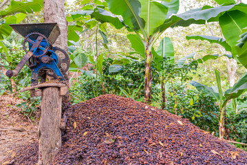 Poster - Process of harvesting coffee in Hondo Valle, Dominican Republic