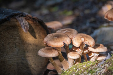 Sticker - Close-up shallow focus shot of a mushroom plant growing beside a tree log in the forest on a sunny