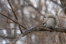 Western Gray Squirrel On The Leafless Tree In The Autumn Forest
