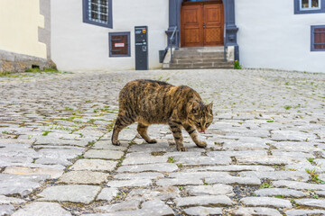 Sticker - Adorable striped cat walking around on the streets of Rothenburg ob der Tauber, Germany