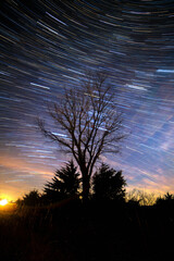 Wall Mural - Star trails above the trees