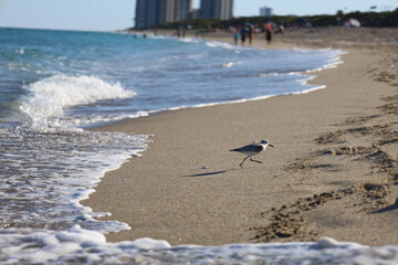 Sticker - Tiny sanderling bird (Calidris alba) walking on the sandy beach with waves washing the shore